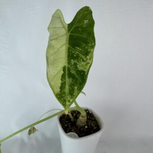 Alokaasia Frydek Variegata