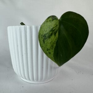 Filodendron hederaceum variegated juurutamata pistik