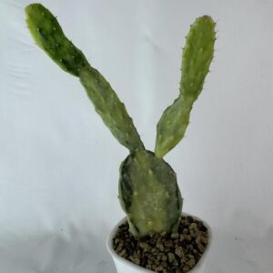 Opuntia Monacantha Joseph's Coat variegata