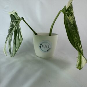 Monstera Albo juurutamata ladvapistik