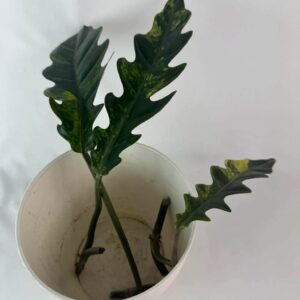 Filodendron Caramel Marble juurutamata pistik