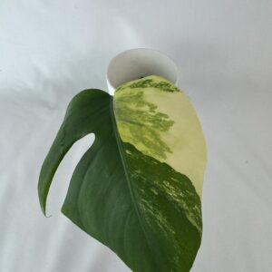 Monstera aurea juurutamata pistik