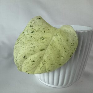 Monstera laniata variegata mint Juurutamata pistik