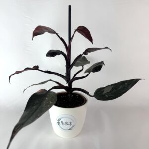 Filodendron Pink Princess