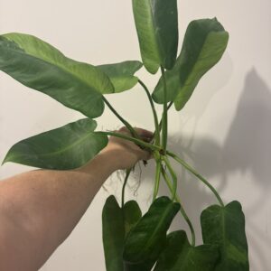 Filodendron Jose Buno juurdunud taim