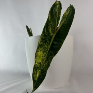 Filodendron Billietiae variegata juurutamata top