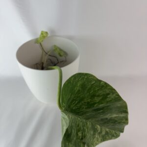 Filodendron Giganetum juurdunud pistik