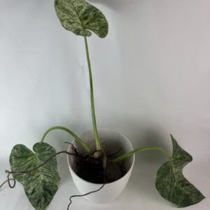 Filodendron Giganteum juurdunud taim