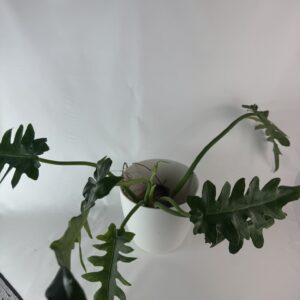 Filodendron Bob Cee variegata