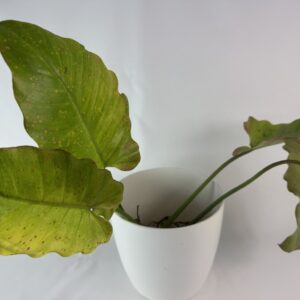 Filodendron Snowdrift