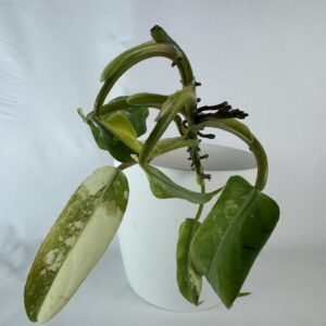 Filodendron Domestick