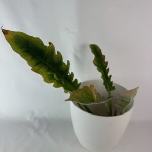 Filodendron Ring of fire