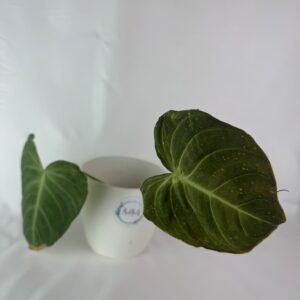 Filodendron Splendid