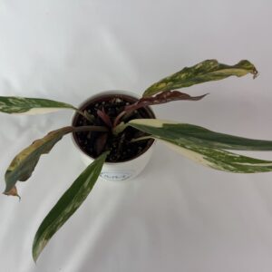 Filodendron Caramel Marble