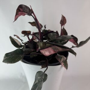 Filodendron Pink Princess 4 taime potis