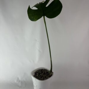 Monstera Green on Green