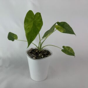 Alokaasia gageana aurea