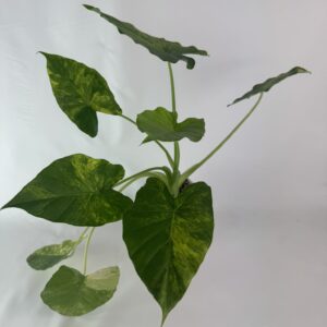 Alokaasia gageana aurea