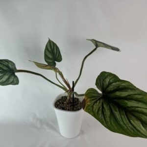 Filodendron plowmanii