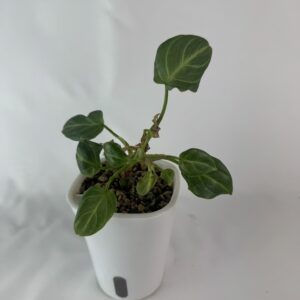 Filodendron Gloriosum Zebra