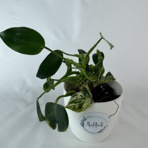 Filodendron emerald king