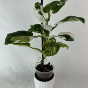 Filodendron white princess