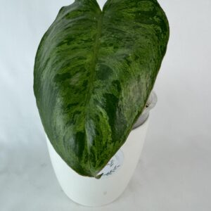 Filodendron paraiso verde