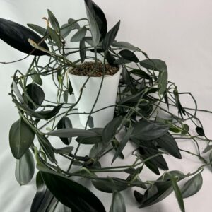 Scindapsus treubii ‘Moonlight’ dark form Juurytamata pistik