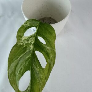Monstera Indonesian Marble juurutamata pistik