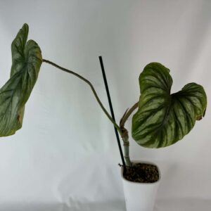 Philodendron Mamei