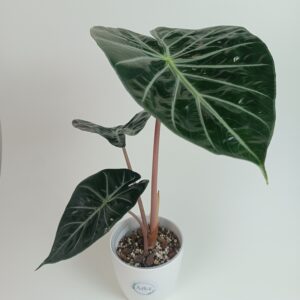Alokaasia 'Pink Dragon'
