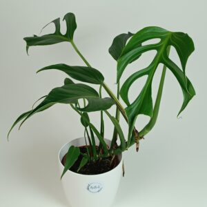 Monstera 'Burle Marx Flame'
