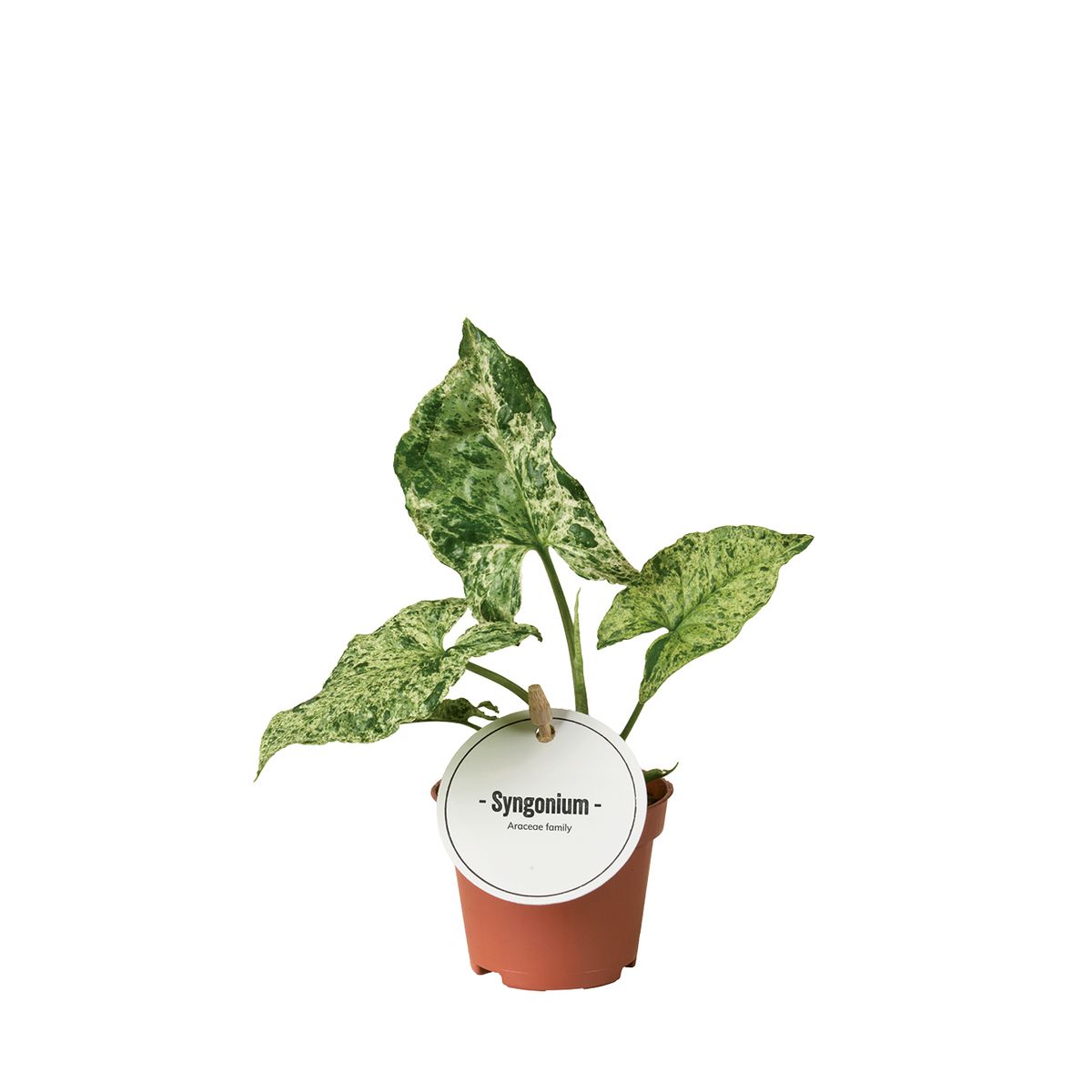Syngonium 'Mottled'
