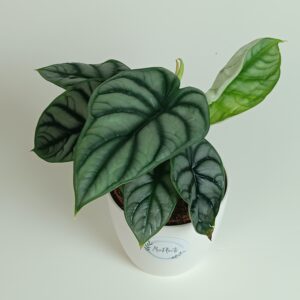 Alokaasia 'Silver Dragon'