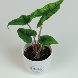 Alokaasia 'Jacklyn'