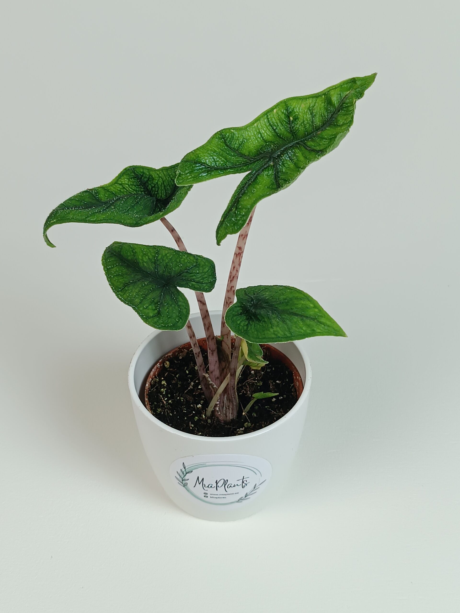 Alokaasia 'Jacklyn'