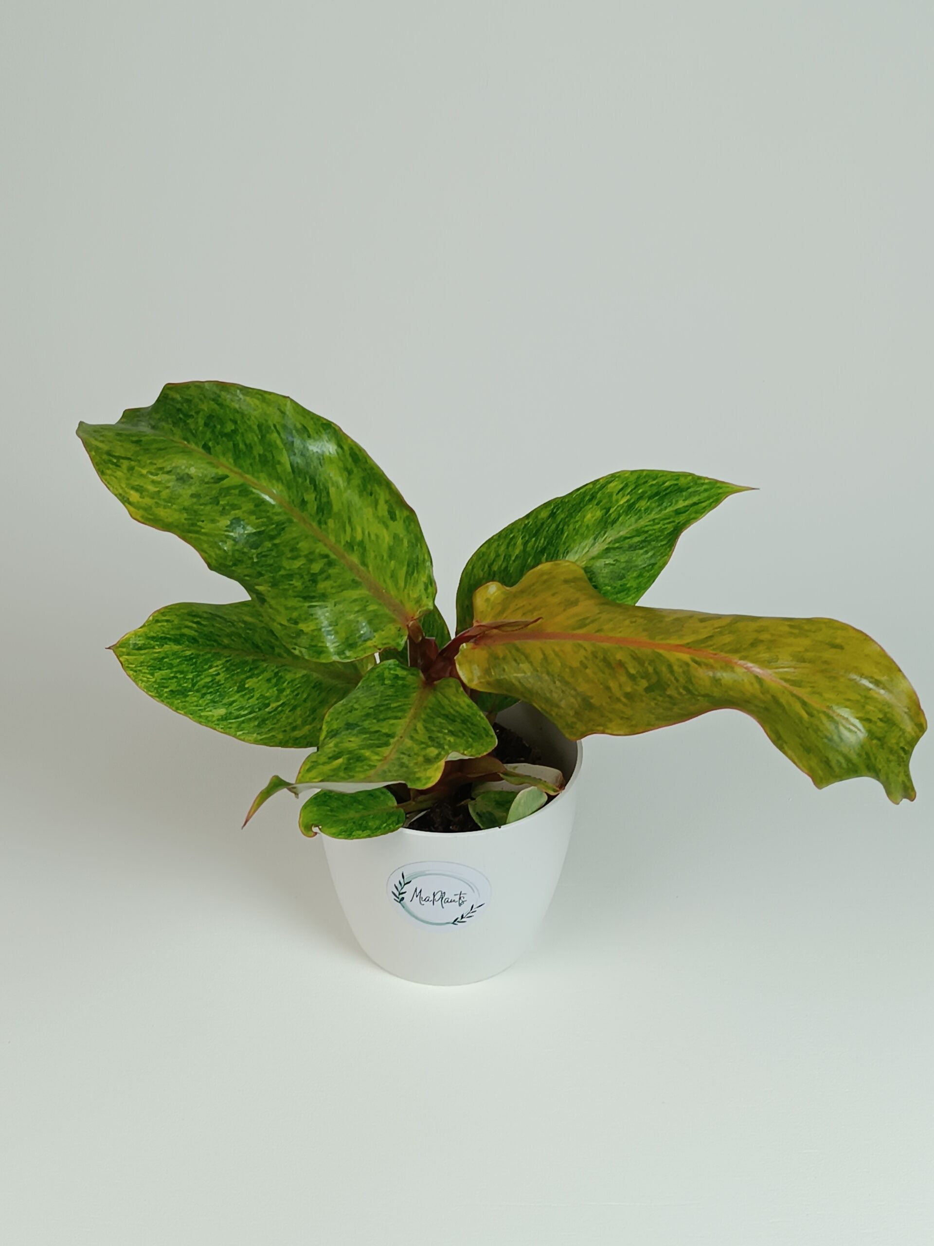 Filodendron 'Orange Marmalade' - Pilt 2