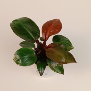 Filodendron 'Cherry Red'