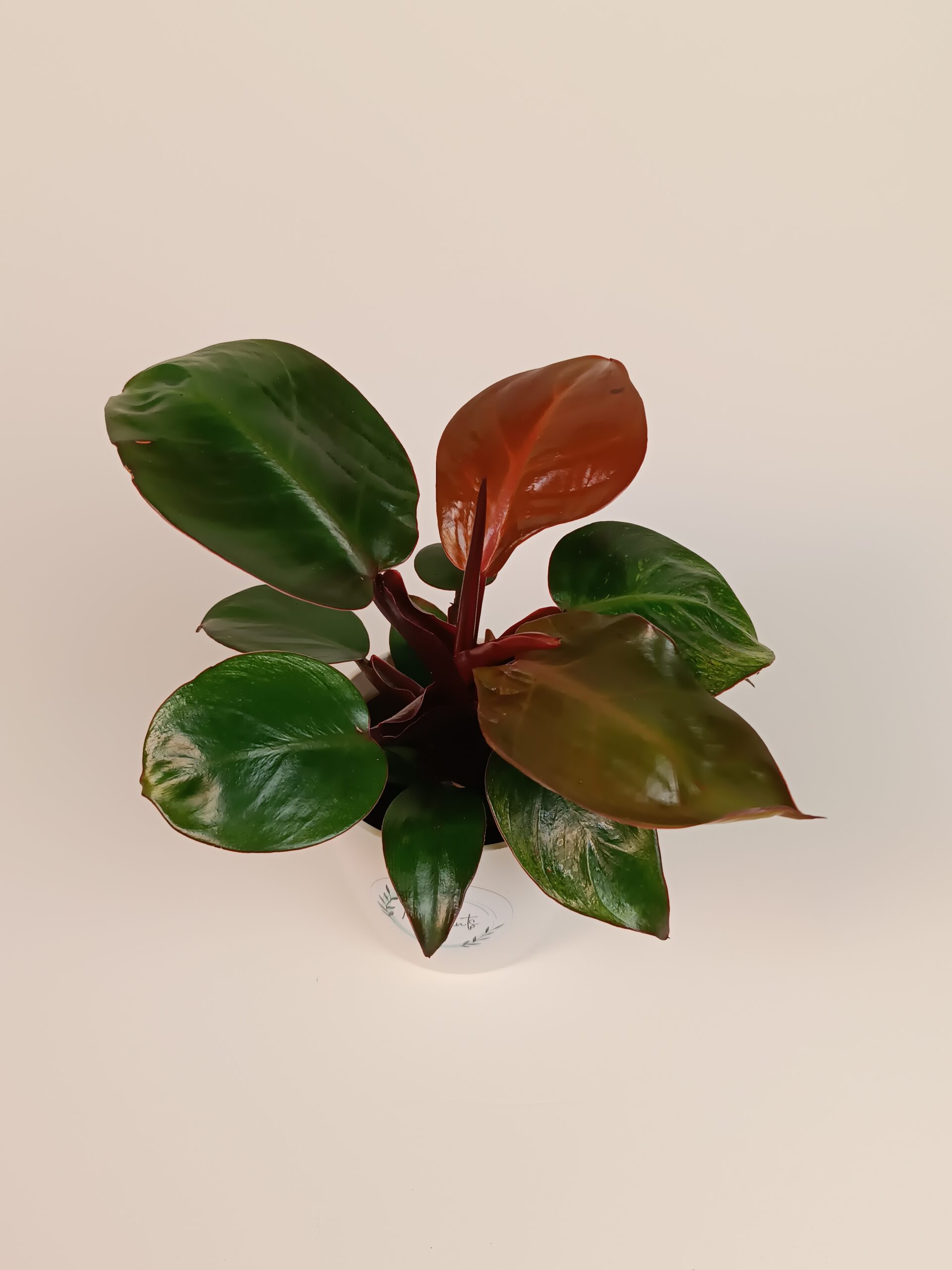 Filodendron 'Cherry Red'
