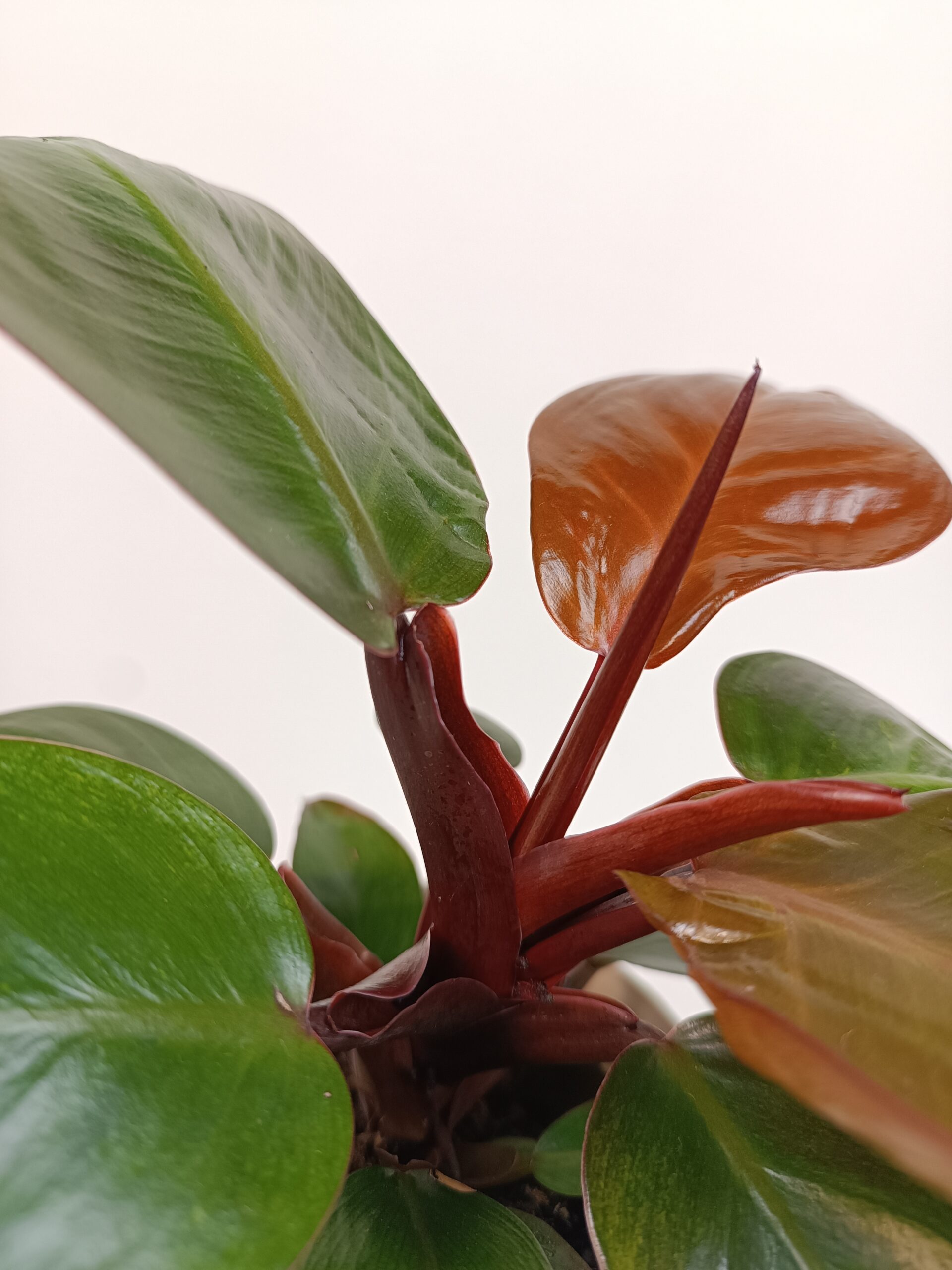 Filodendron 'Cherry Red' - Pilt 2
