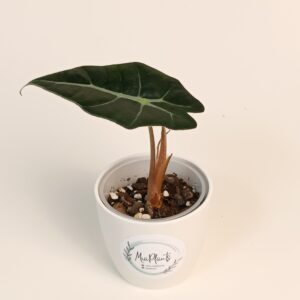 Alokaasia 'Polly'