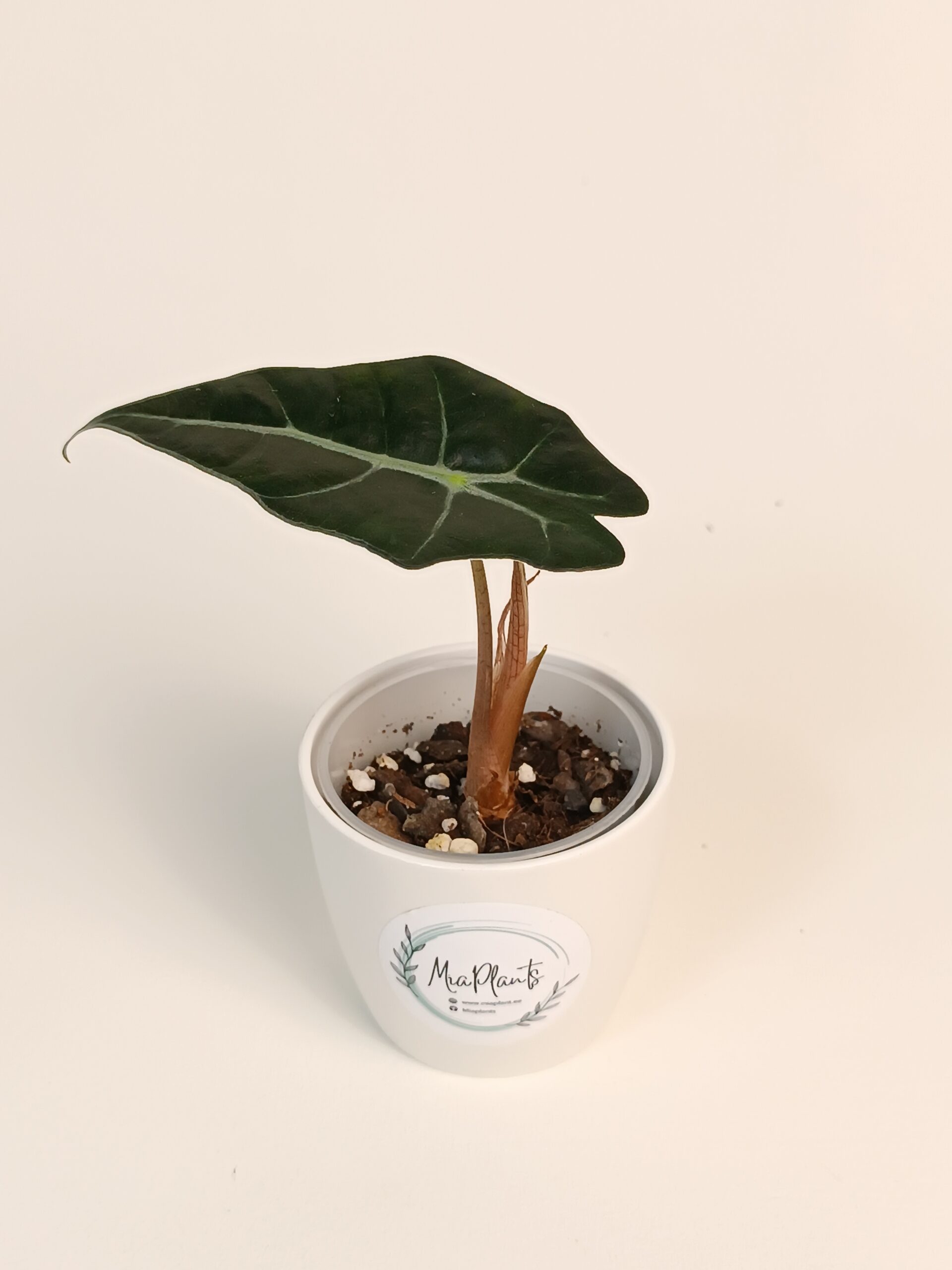 Alokaasia 'Polly'