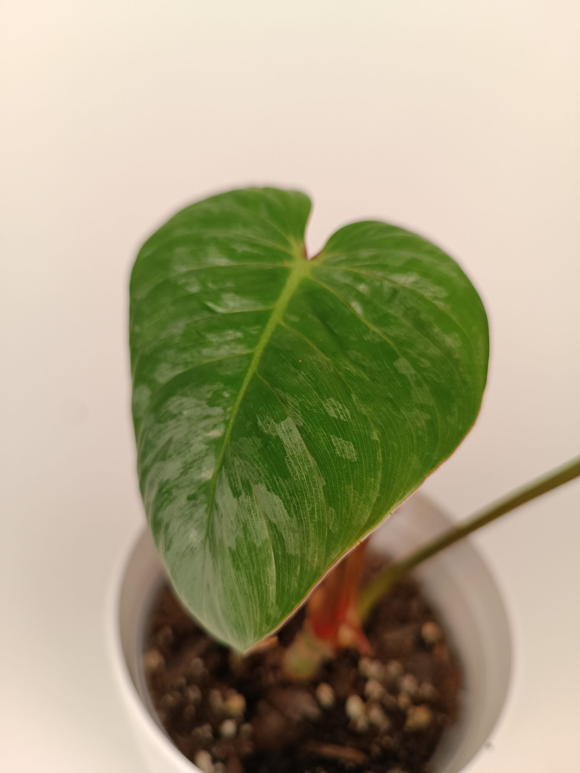 Filodendron Sodiroi - Pilt 2