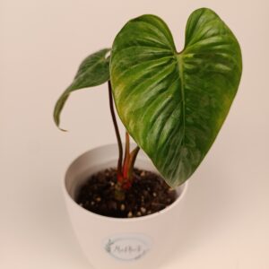 Filodendron Sodiroi