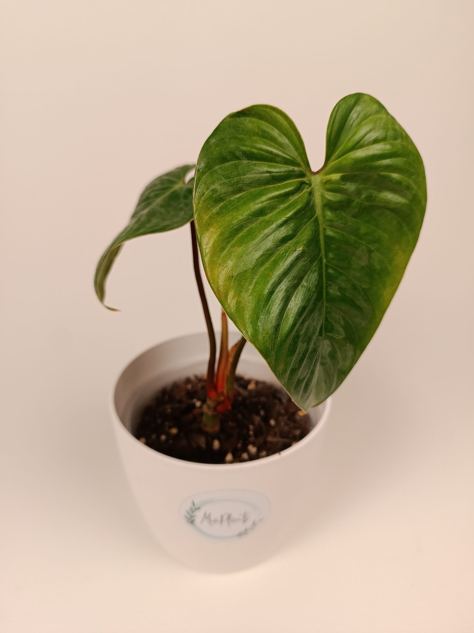 Filodendron Sodiroi