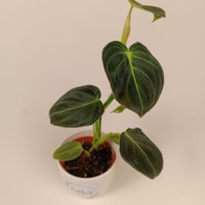 Filodendron melanochrysum
