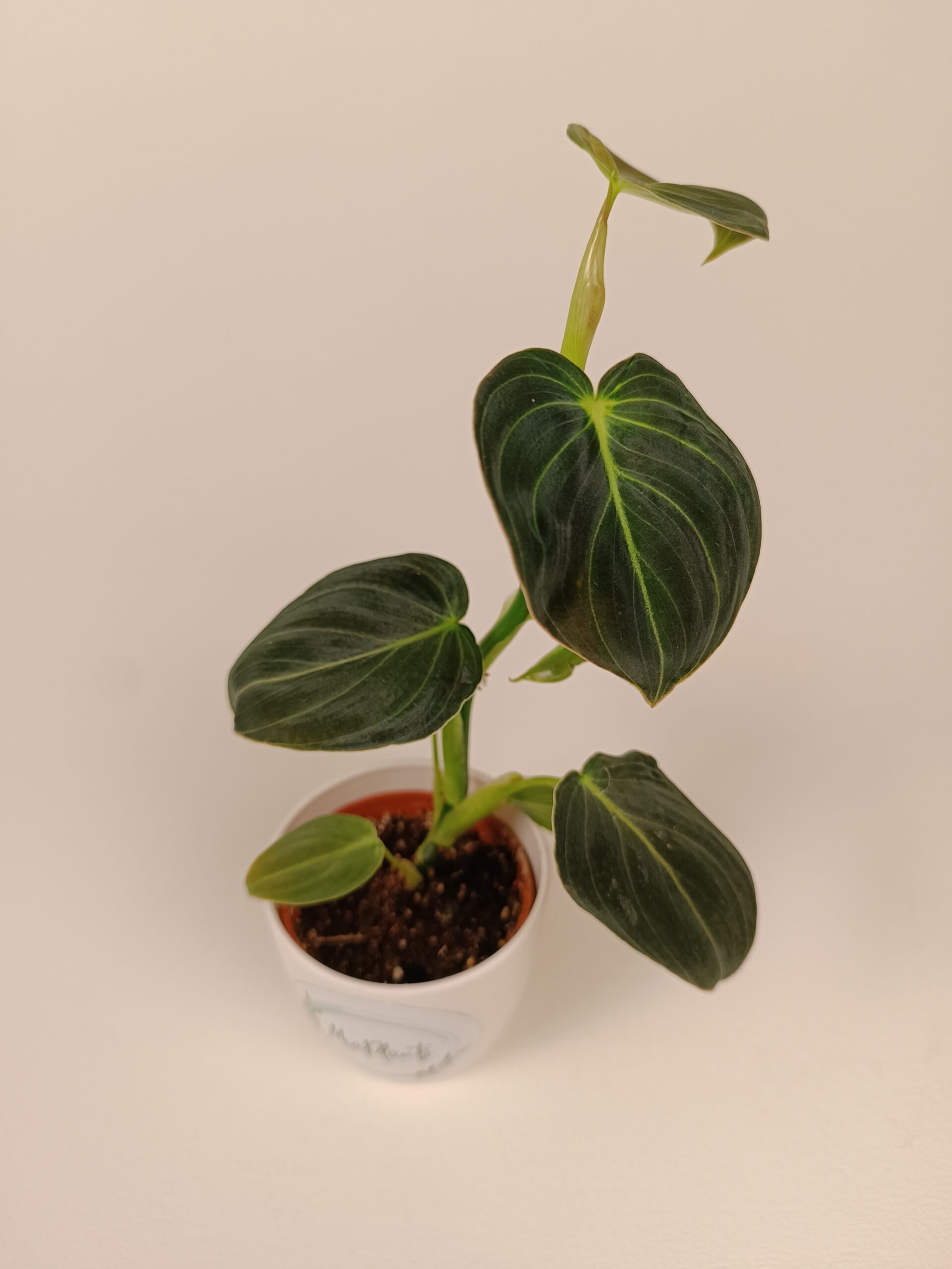 Filodendron melanochrysum