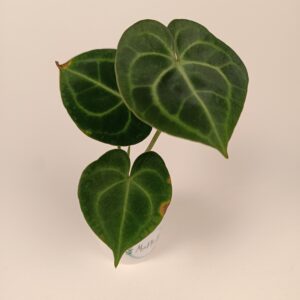 Anthurium clarinervium