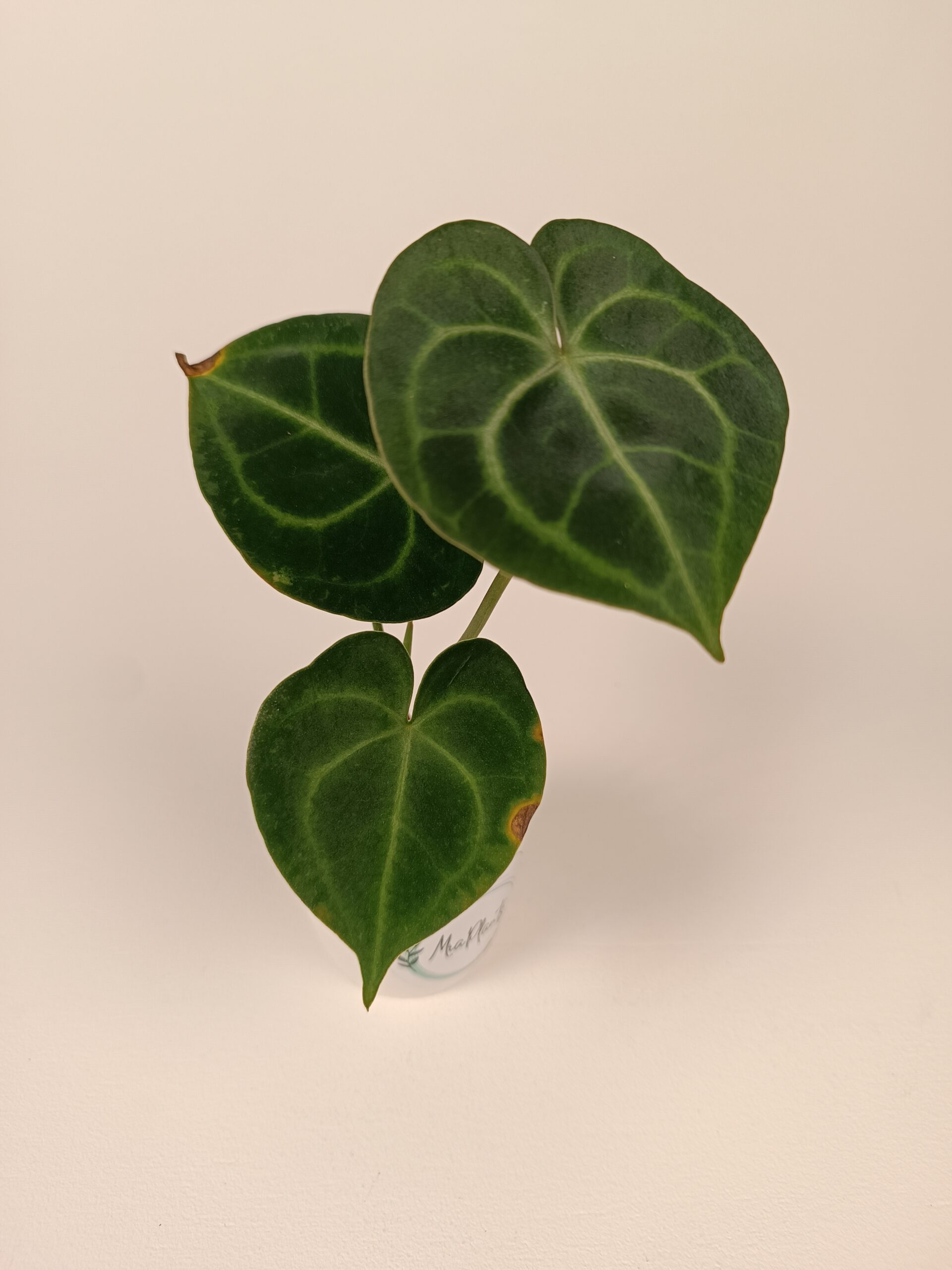 Anthurium clarinervium