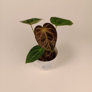 Anthurium magnificum